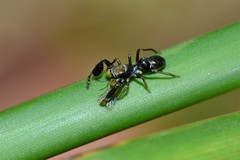 Ligonipes lacertosus