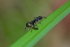 Ligonipes lacertosus