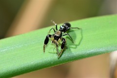 Ligonipes lacertosus