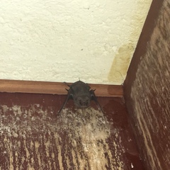 Balantiopteryx plicata