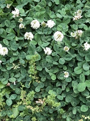 Trifolium repens