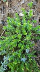 Galium californicum californicum
