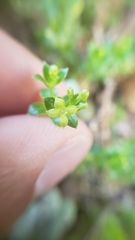 Galium californicum californicum