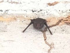 Balantiopteryx plicata