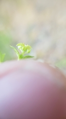 Galium californicum californicum
