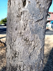 Roseodendron donnell-smithii