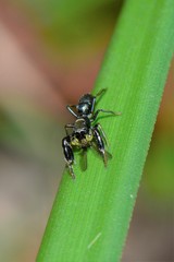 Ligonipes lacertosus