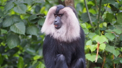 Primates of India · iNaturalist