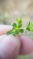 Galium californicum californicum