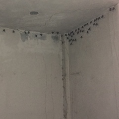 Balantiopteryx plicata