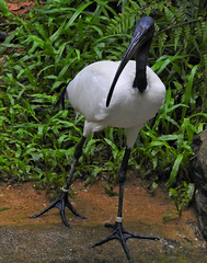 Threskiornis