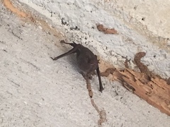 Balantiopteryx plicata