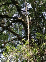 Disocactus speciosus