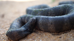 Acrochordus granulatus