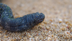 Acrochordus granulatus