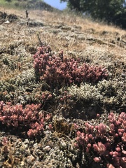 Sedum radiatum