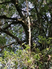 Disocactus speciosus