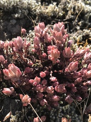 Sedum radiatum