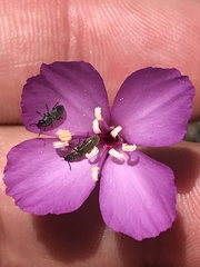 Clarkia gracilis gracilis