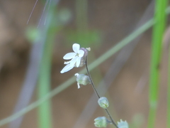 Lithophragma bolanderi