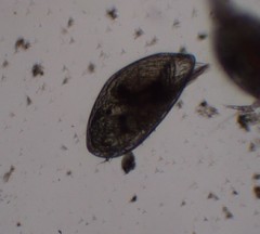Cypris