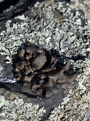 Umbilicaria muhlenbergii