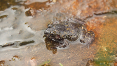 Nannophrys marmorata