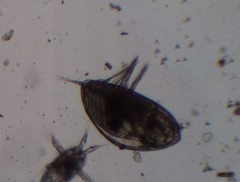 Cypris