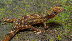 Cyrtodactylus fraenatus