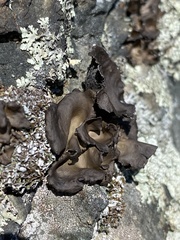 Umbilicaria muhlenbergii