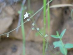Lithophragma bolanderi