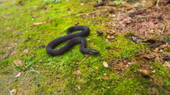 Aspidura trachyprocta