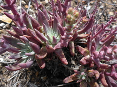 Dudleya caespitosa
