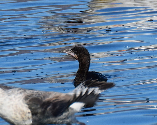 Cormorán pigmeo (Microcarbo pygmaeus)