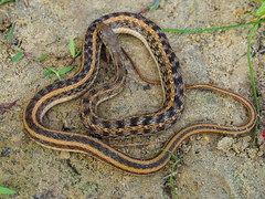 Amphiesma stolatum