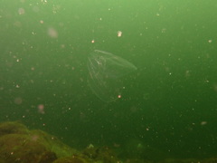 Bolinopsis microptera