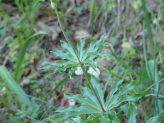 Lilium humboldtii