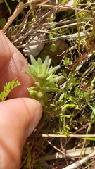 Sedum radiatum