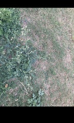 Parthenium hysterophorus