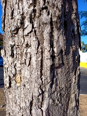 Roseodendron donnell-smithii