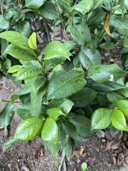Magnolia figo