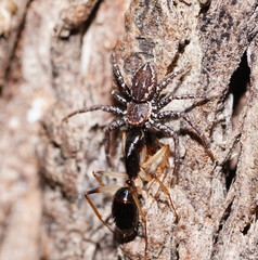 Tharpyna campestrata