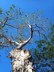Roseodendron donnell-smithii