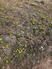 Ranunculus polyrhizos