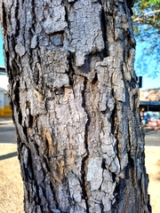 Roseodendron donnell-smithii