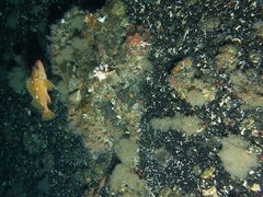 Cnemidocarpa