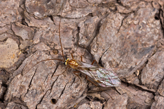 Ophion obscuratus