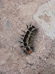 Lepidoptera