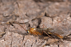 Ophion obscuratus