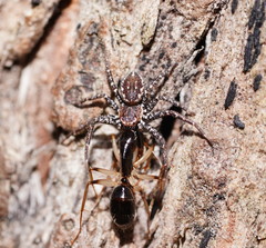 Tharpyna campestrata